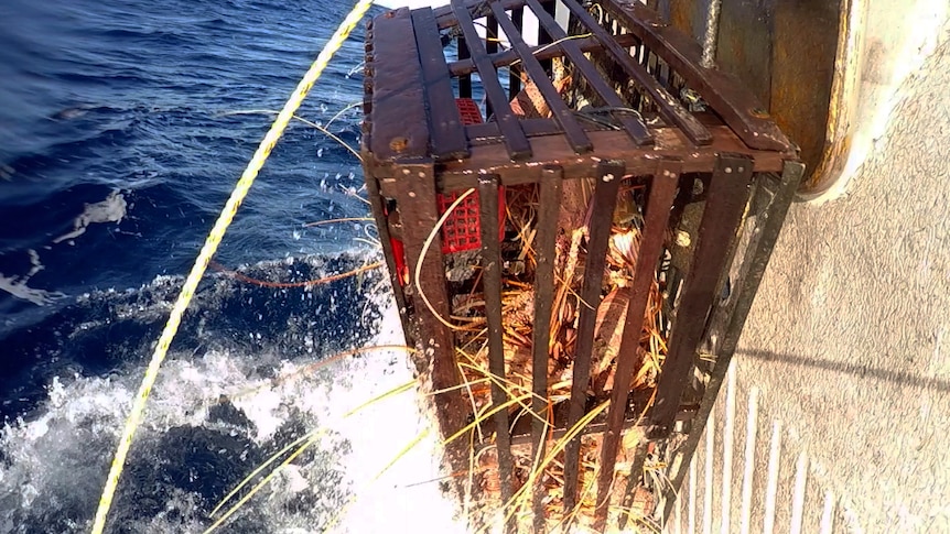 Rock lobster catch being hauled onto boat