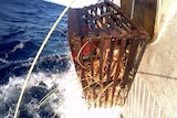 Rock lobster catch being hauled onto boat
