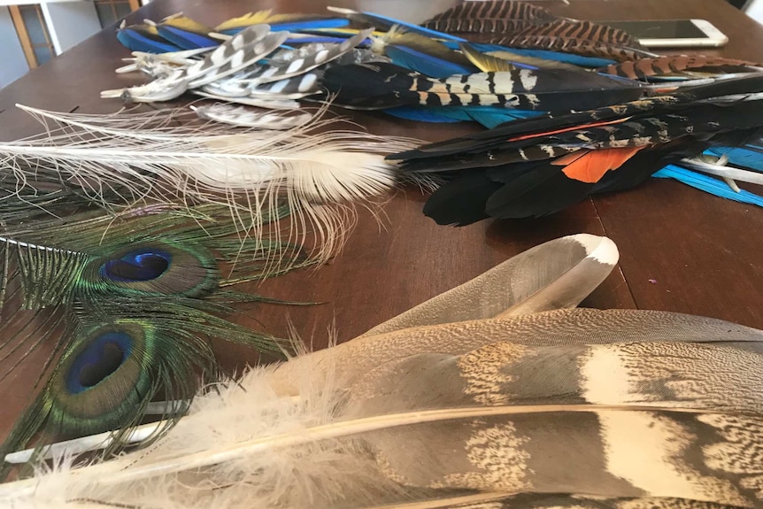 A colourful array of feathers scattered across the table.
