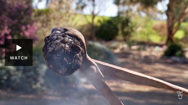 A charred and smoking banksia cone that has been removed from a fire. Has Video.