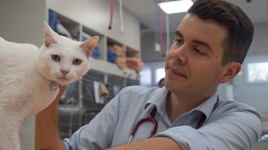 Dr Mark Reeve checks a cat's vitals in his surgery.