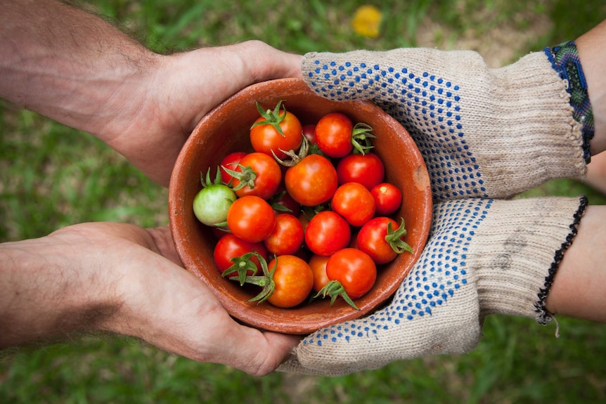 Two people holding a bowl of tomatoes.