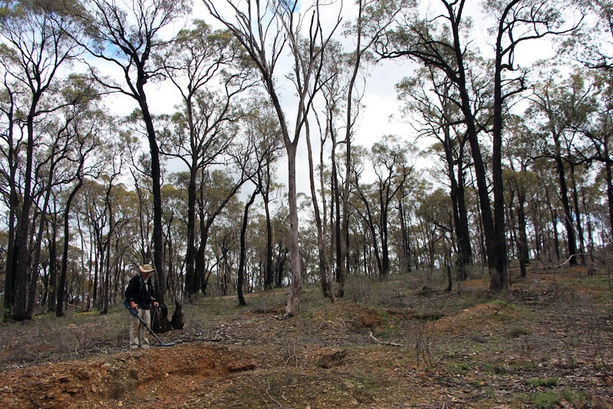 A man with a broadbrim hat mining for gold with a metal detector