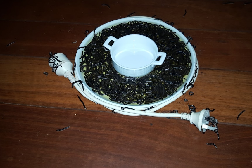 A plate that is full to the brim with Portuguese millipedes, bordered by an extension cord