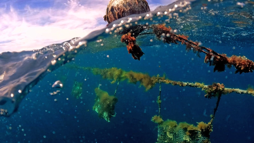 红芦笋海藻生长在水下的水产养殖线上。