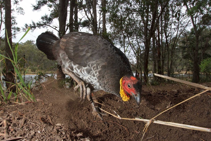 Brush turkey digging.