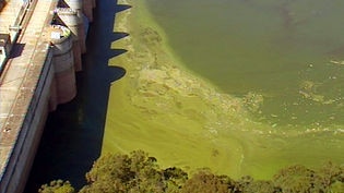 Algal bloom stretches from Hume Dam to Torrumbarry Weir (file photo)