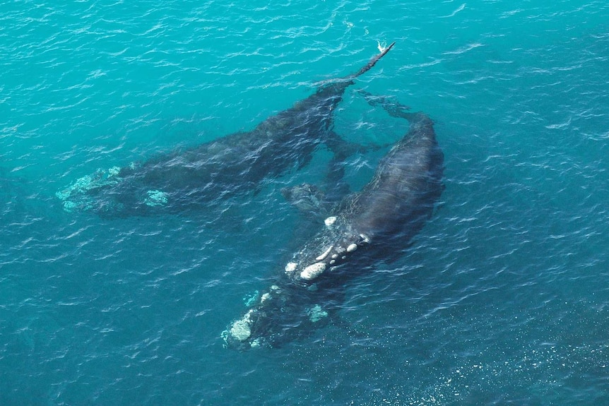 Southern right whales in Great Australian Bight