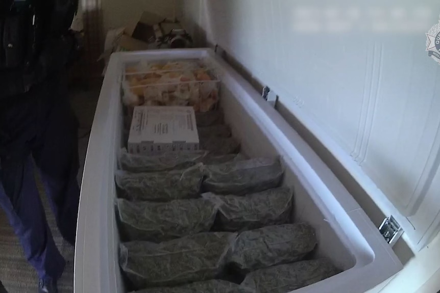 A freezer filled with bagged cannabis