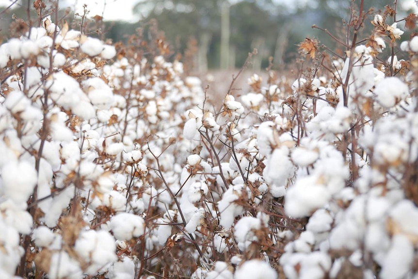 A cotton crop growing at Toogoolawah in the Brisbane Valley.