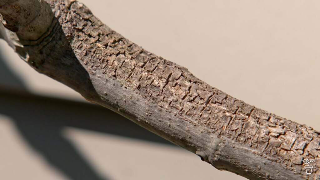 Sun-damaged Bark - Gardening Australia