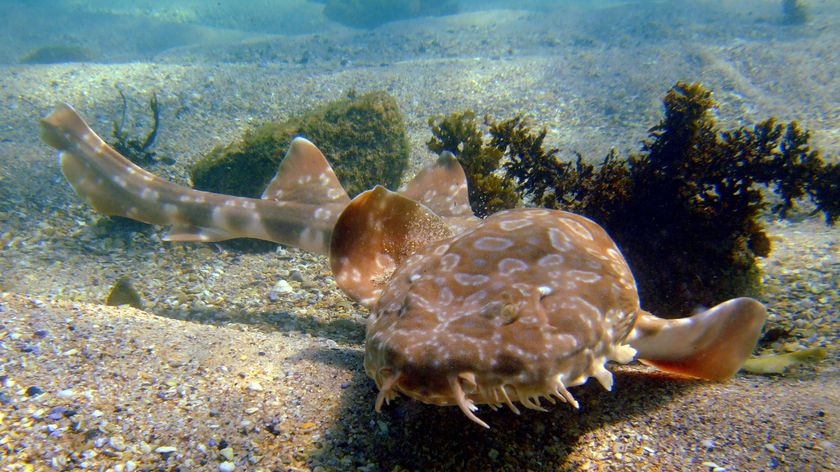 A wobbegong shark