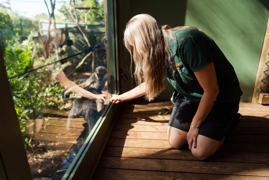 Holly Thompson reaches her hand out to a gibbon behind a pane of glass in a zoo enclosure.