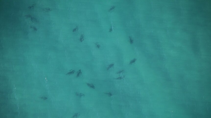 Aerial shot shows a large school of bull sharks at Ballina's Lighthouse Beach.
