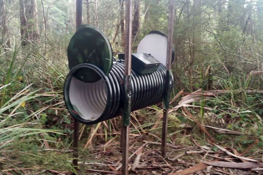 Picture of a feral cap trap in the bush