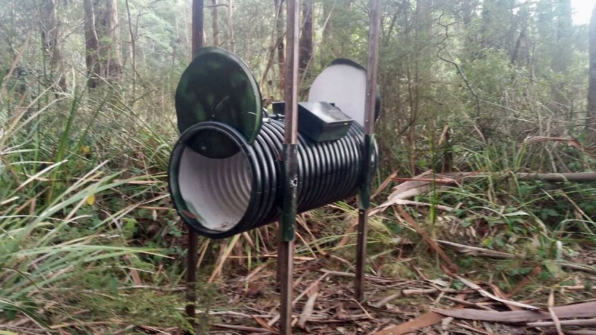 Picture of a feral cap trap in the bush