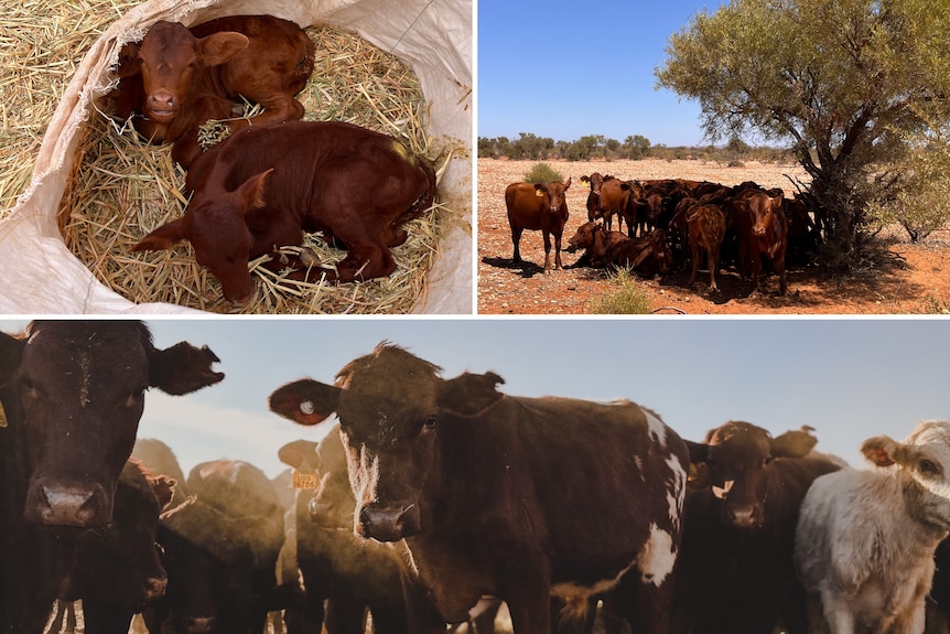 A composite of three images of cattle on a station