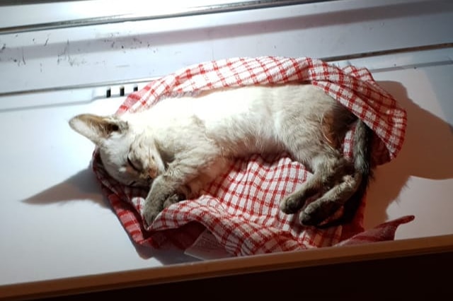 A dead white kitten lays in a teatowel on a scale at the hospital.