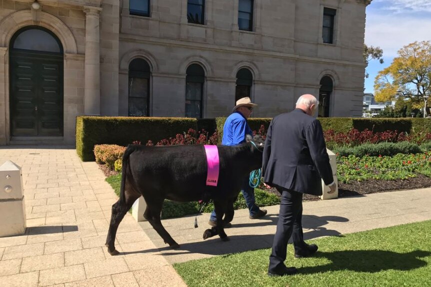 The cow, wearing a pink ribbon, is led by the halter by two men past past Parliament House.