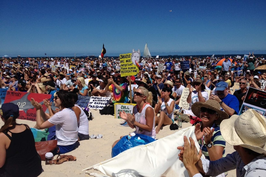 Perth anti shark culling rally attracts around 6000