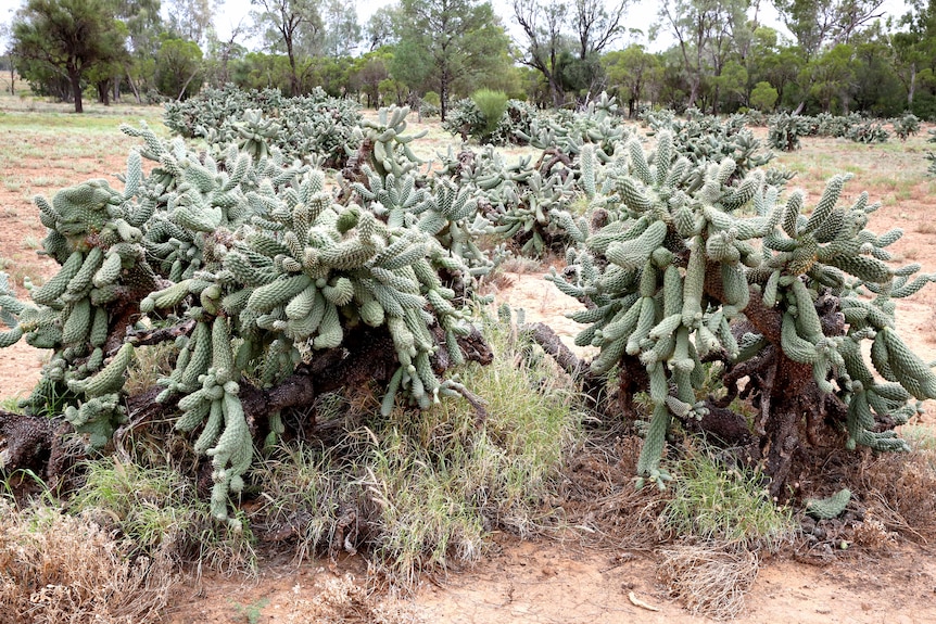 A paddock filled with cacti, green trees in the background, overcast sky.