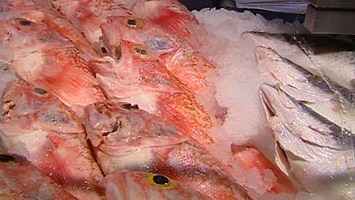 New welfare guidelines have been released for the fishing industry