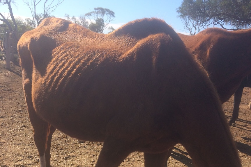 An emaciated horse on a property