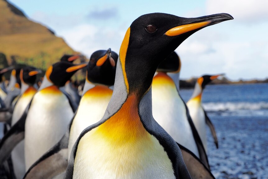 black, white and yellow penguins, one close up looking at the camera
