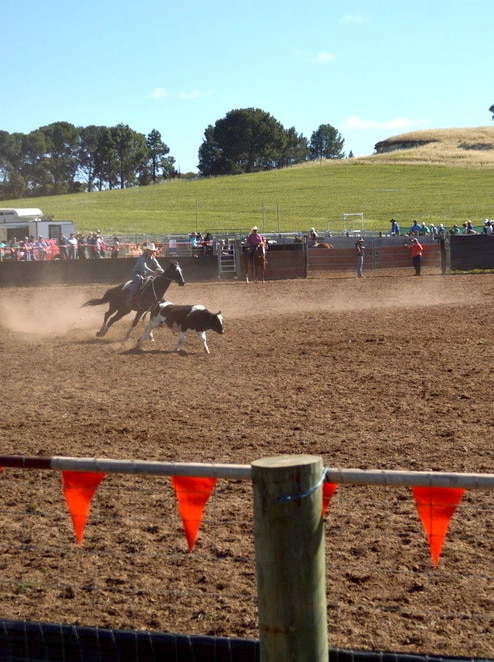 A rider on a chestnut coloured horse is chasing after a cow in a cattle arena