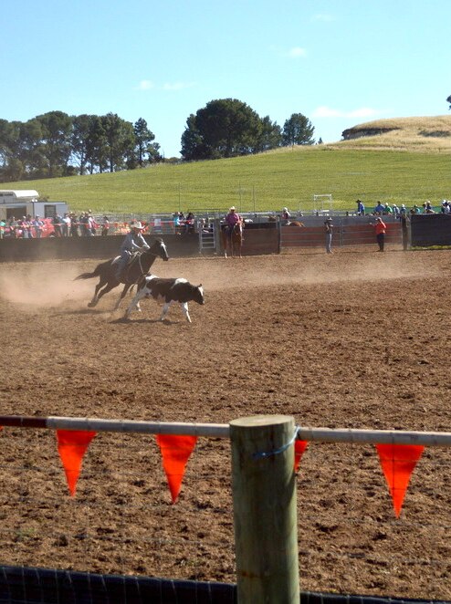 A rider on a chestnut coloured horse is chasing after a cow in a cattle arena