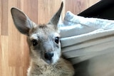 Close up of a kangaroo joey in a man-made pouch