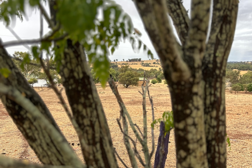 Trees on a farm, with a dry paddock and hills in the background.