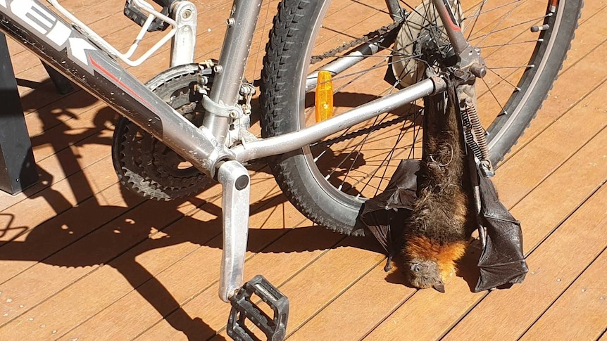 A flying fox hangs from the frame of a bicycle near the back wheel.