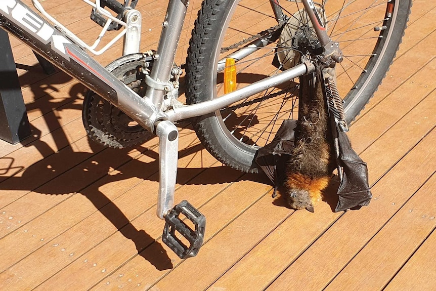 A flying fox hangs from the frame of a bicycle near the back wheel.
