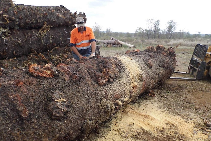 A man in a high-vis shirt chainsaws a large tree in the middle of a paddock.