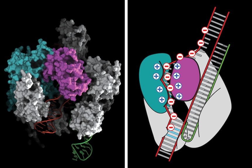 Diagram of Cas9 and DNA.