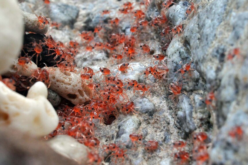 The red crabs are currently returning to shore on Christmas Island.