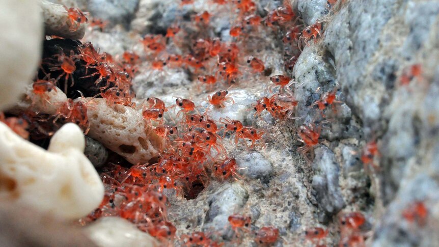 The red crabs are currently returning to shore on Christmas Island.