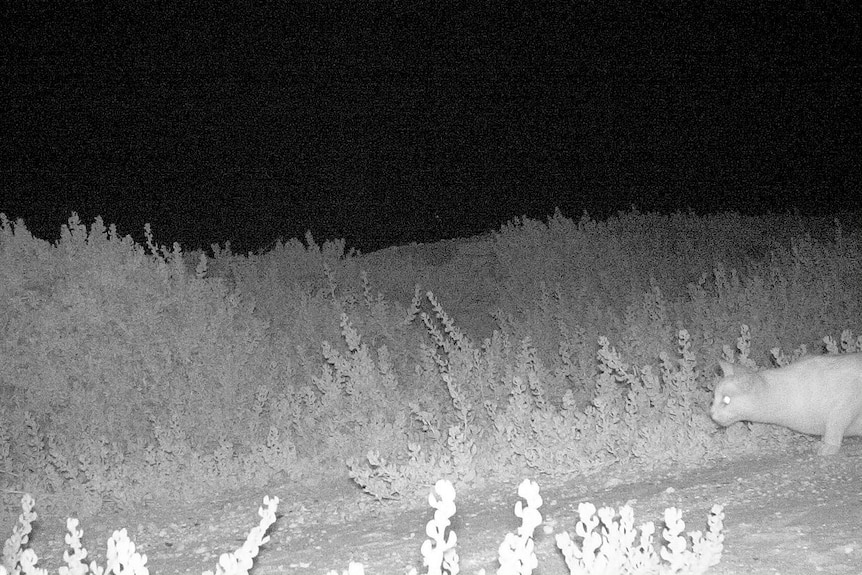 Night vision shot shows a cat stalking in low scrub.