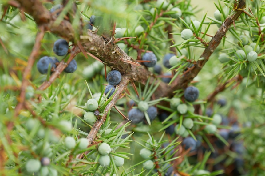 a juniper berry branch with dark purple and light green berries, and prickly thorns