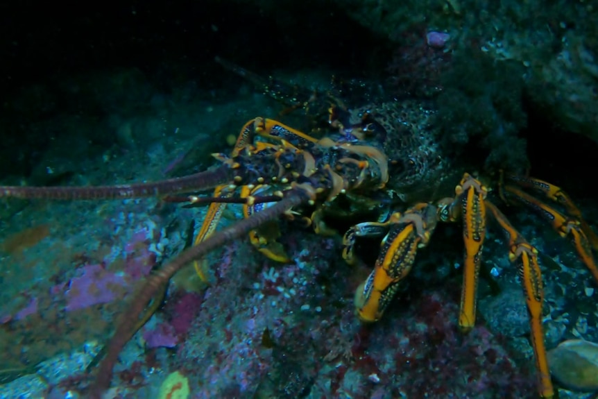 A colourful crayfish under water