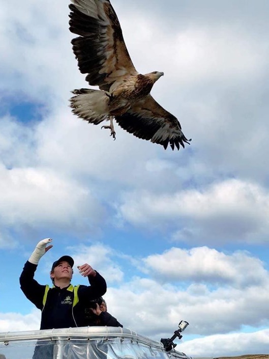 A sea eagle released near South Arm, Tasmania