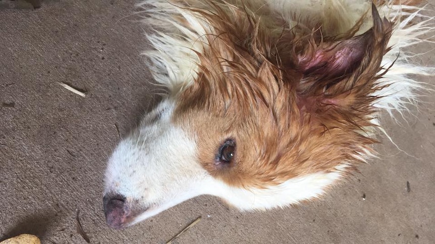 a dog with blood on its ears