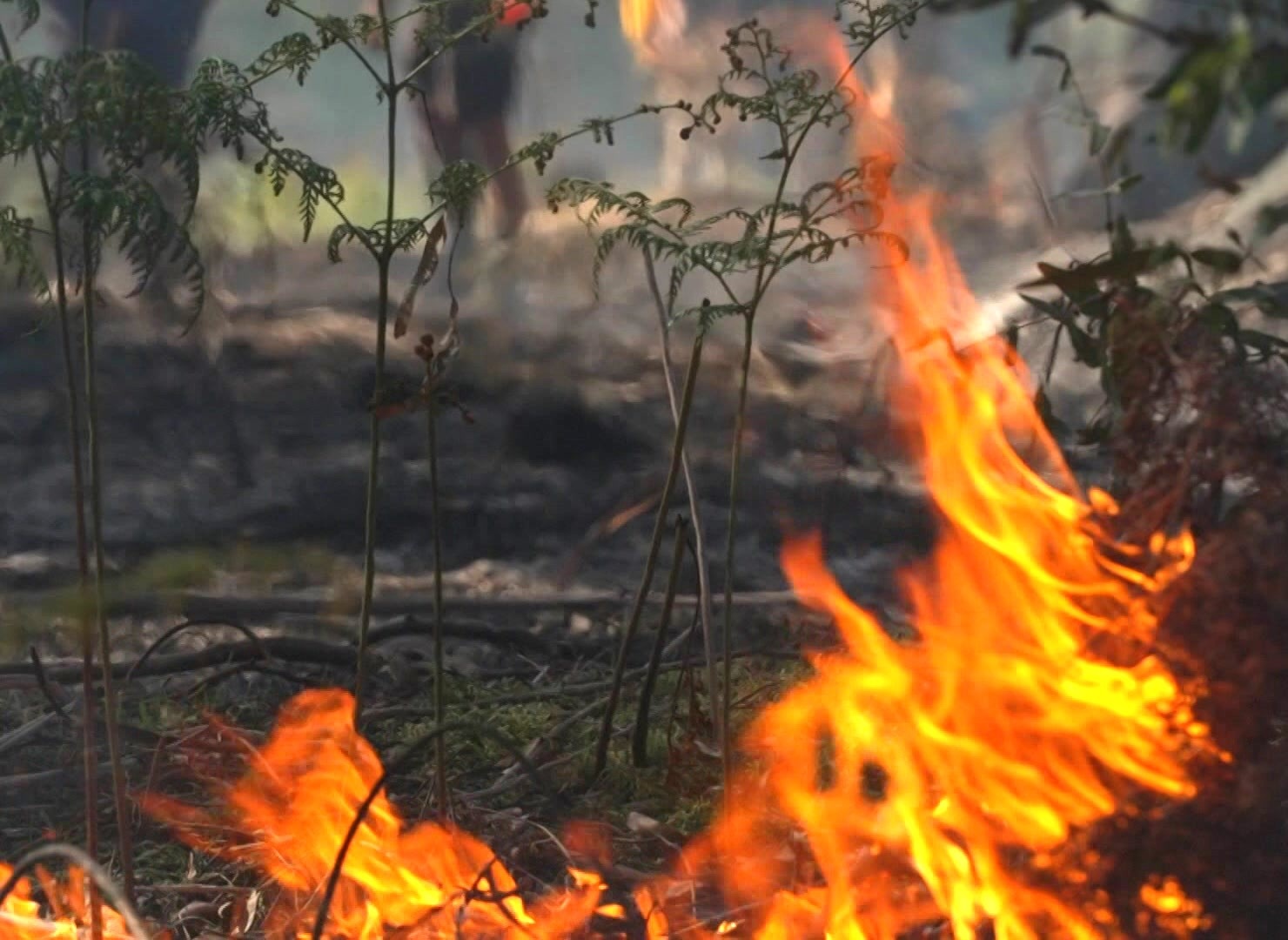 Small fire burns in bushland undergrowth.