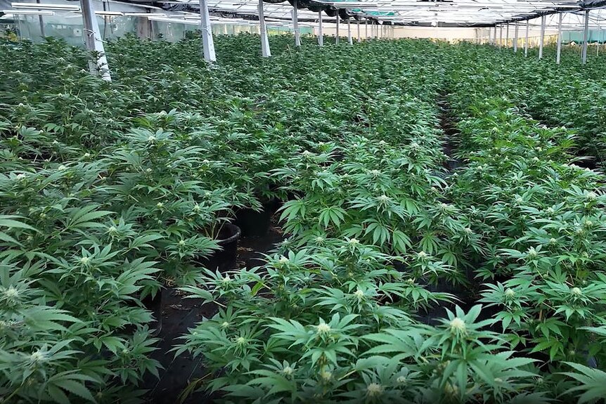 Police seize massive cannabis crop near Gympie in Queensland