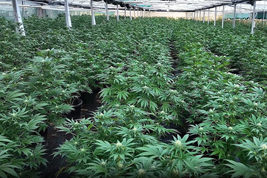 Police seize massive cannabis crop near Gympie in Queensland