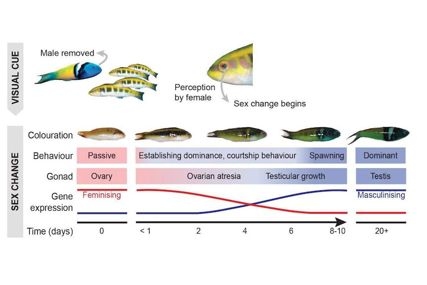 Graph showing the females becoming male over ten days