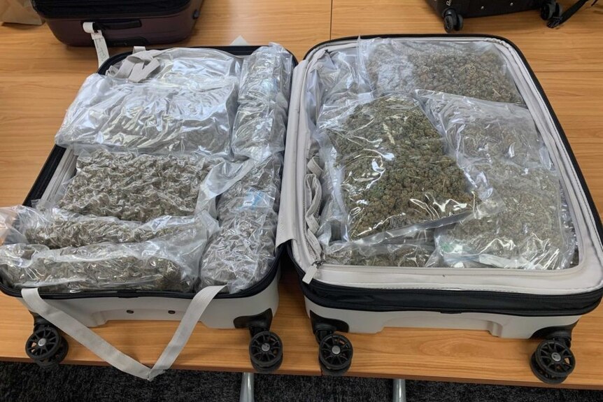 An open suitcase filled with plastic bags containing cannabis
