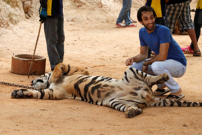 Man crouches next to tiger