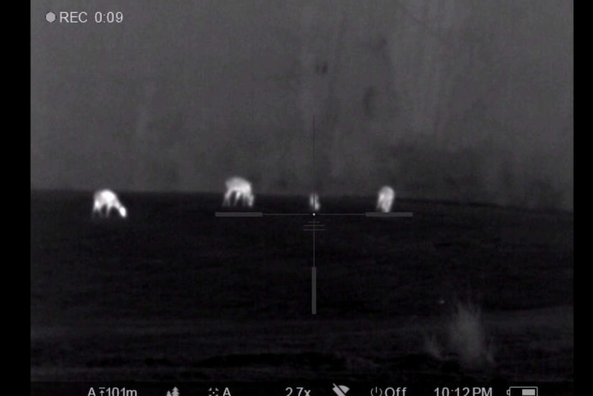 A view through a rifle's view-finder of deer grazing in a paddock near Glenburn, north of Melbourne